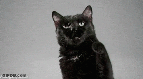 Black Cat Standing On Hind Legs Reaching Up GIF
