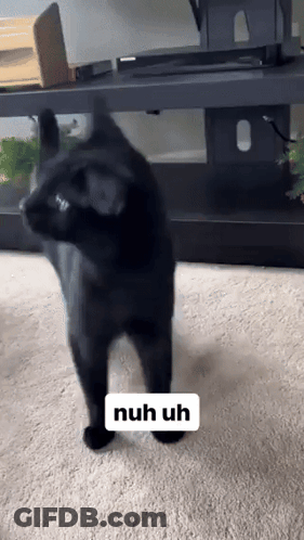 Black Cat Standing On Hind Legs Saying Nuh Uh GIF