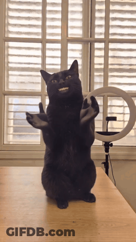 Black Cat Standing On Hind Legs With Arms Outstretched GIF