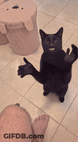 Black Cat Standing On Hind Legs With Paws Outstretched GIF