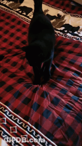 Black Cat Standing On Plaid Comforter GIF