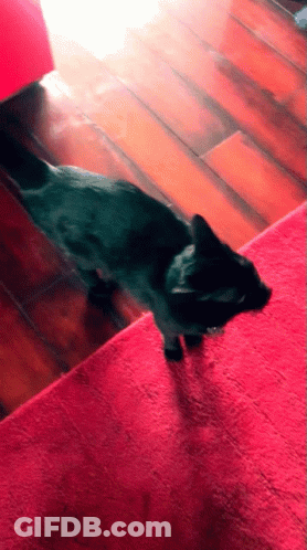 Black Cat Standing On Red Carpet GIF