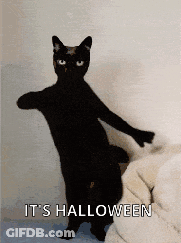 Black Cat Standing Saying It's Halloween GIF