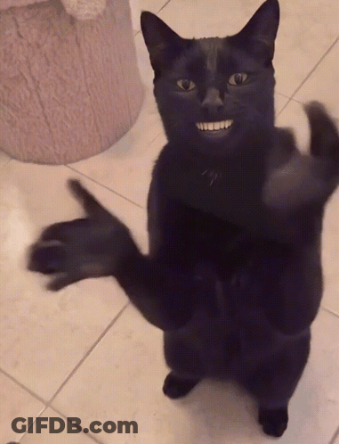 Black Cat Standing With Arms Outstretched GIF