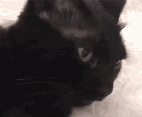 Black Cat Stick Tongue Out GIF