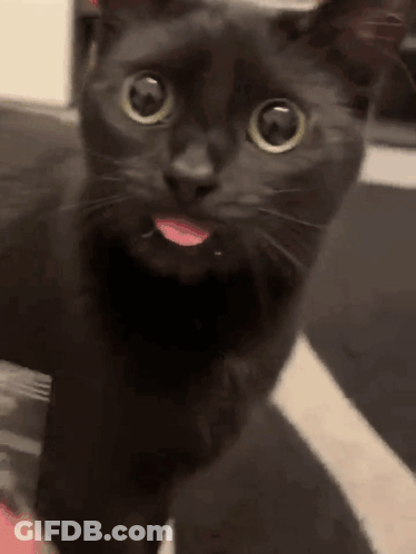 Black Cat Sticking Tongue Out Looking At Camera GIF