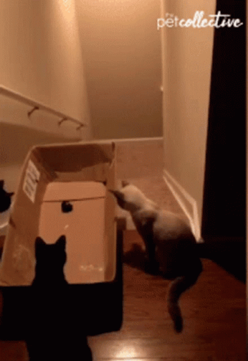 Black Cat Stunt Stairs GIF