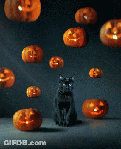 Black Cat Surrounded By Carved Pumpkins Saying A GIF
