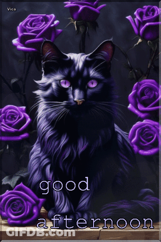 Black Cat Surrounded By Purple Roses Good Afternoon GIF