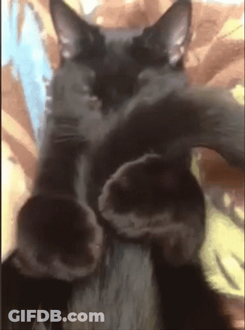 Black Cat Tail Hug GIF