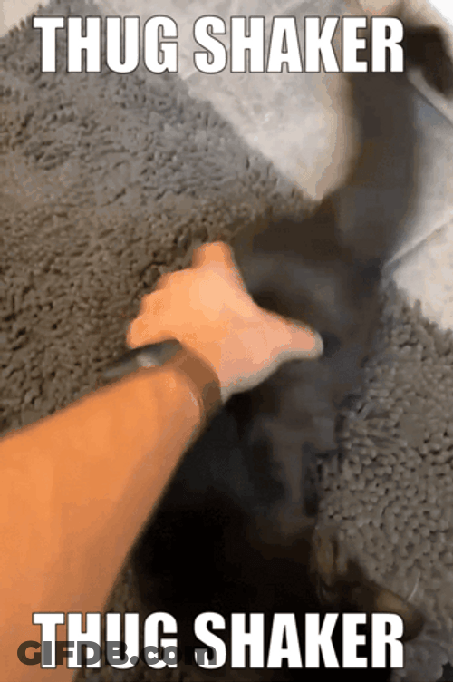 Black Cat Thug Shaker GIF