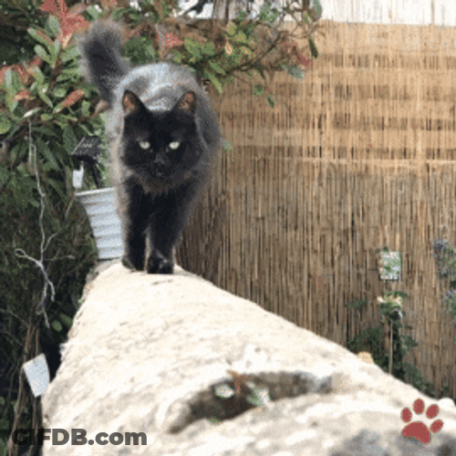 Black Cat Walking Fence GIF