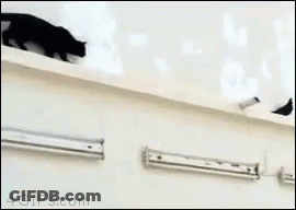 Black Cat Walking Next To 4Gifs.com Sign GIF