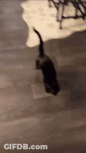 Black Cat Walking On Tiled Floor GIF
