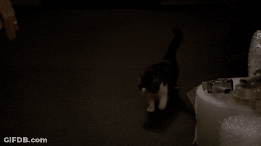 Black Cat Walking  Tail Up GIF