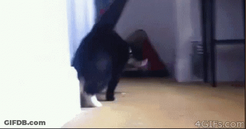 Black Cat Walking Through Room GIF