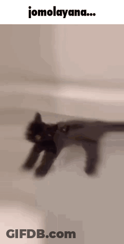 Black Cat Walking With Jomolayana GIF