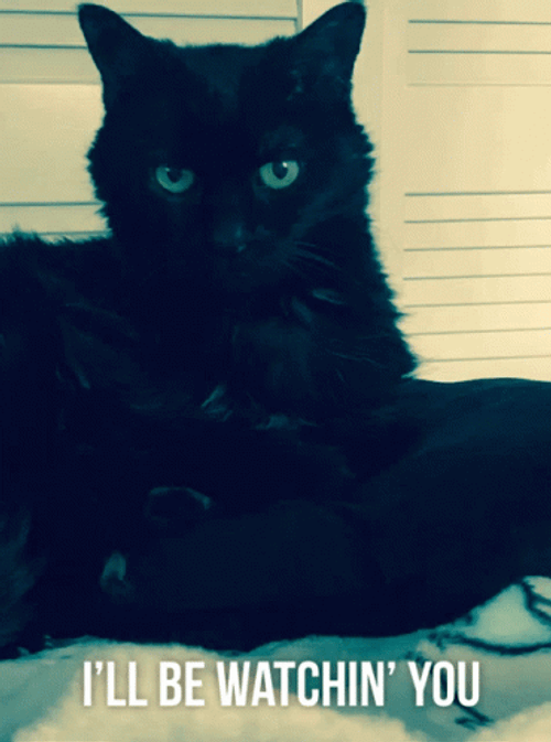 Black Cat Watching You Stare GIF