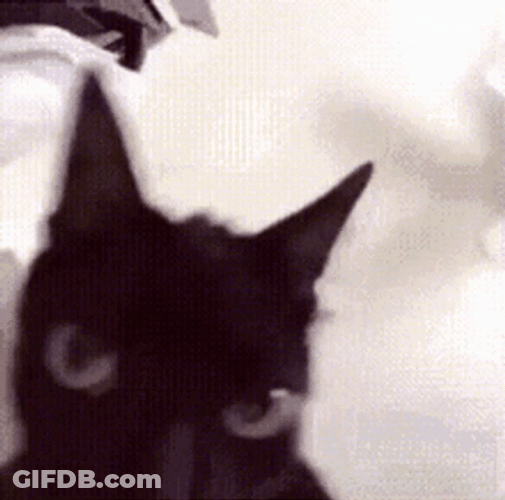 Black Cat Waving Head GIF