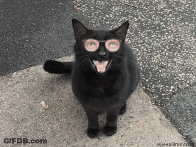 Black Cat Wearing Glasses GIF