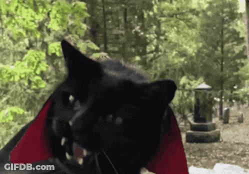 Black Cat Wearing Red Cape And Fangs GIF