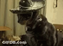Black Cat Wearing Sombrero And Collar GIF