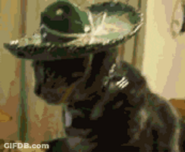 Black Cat Wearing Spanish Hat Que GIF