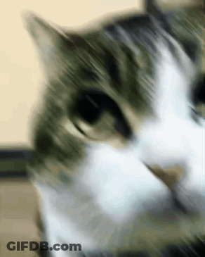 Black Cat Wearing Tie And Collar GIF