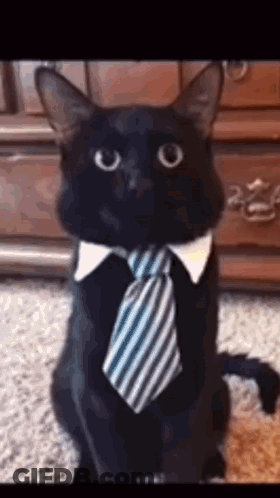 Black Cat Wearing Tie And Collar GIF