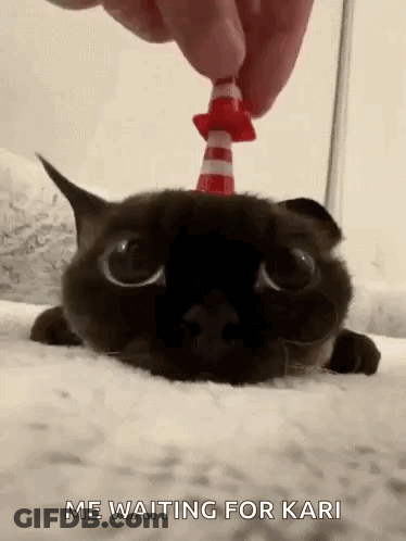 Black Cat Wearing Traffic Cone On Bed GIF
