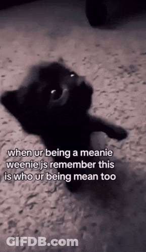 Black Cat When Being Meanie Weenie GIF