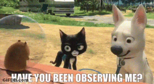 Black Cat White Dog Have You Been Observing Me GIF