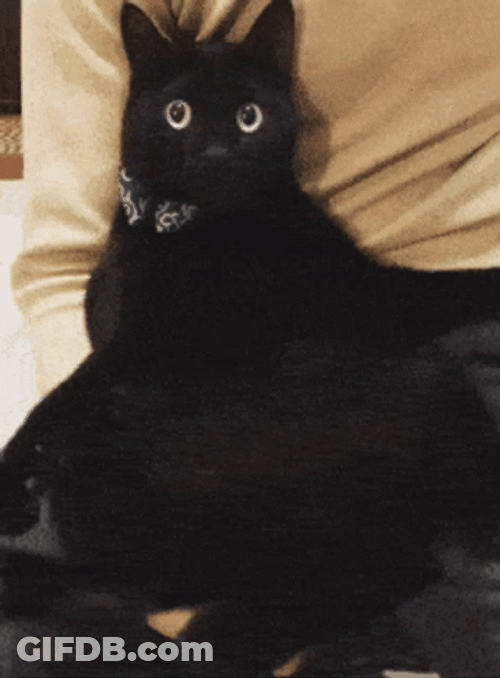 Black Cat Wiggle GIF