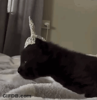 Black Cat With Aluminum Foil Hat Laying On Bed GIF