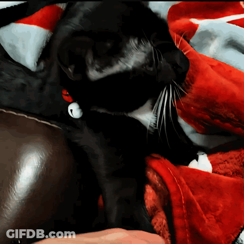 Black Cat With Bell Collar Laying On Red Blanket GIF