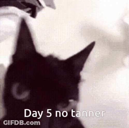 Black Cat With Day 5 No Tanner GIF