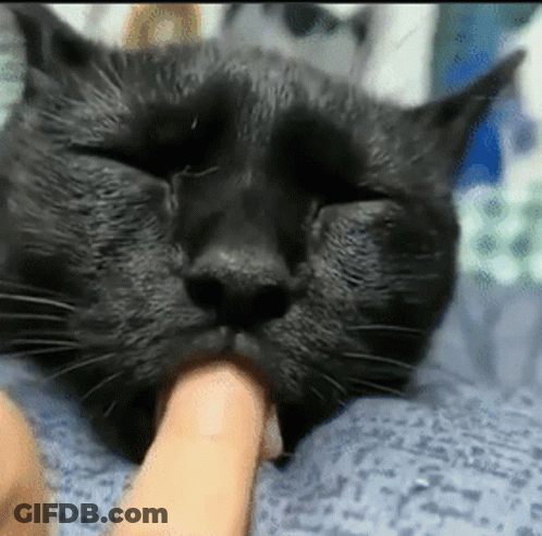 Black Cat With Eyes Closed And Finger In Mouth GIF