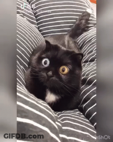 Black Cat With Heterochromia Laying On Striped Pillow GIF