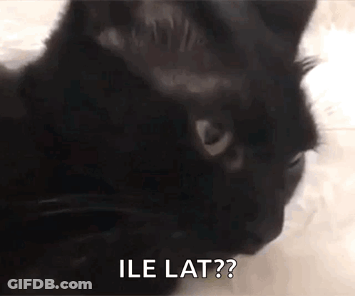 Black Cat With Ile Lat Text GIF