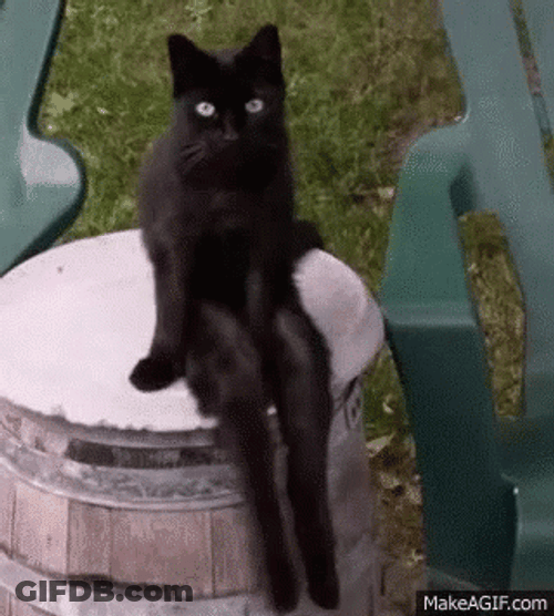 Black Cat With Long Legs GIF
