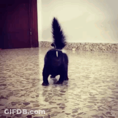 Black Cat With Long Tail Walking GIF