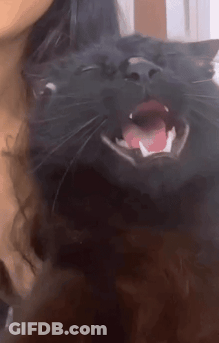 Black Cat With Mouth Open And Tongue Out GIF