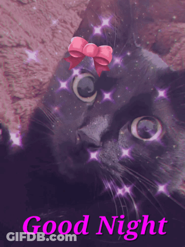Black Cat With Pink Bow Saying Good Night GIF