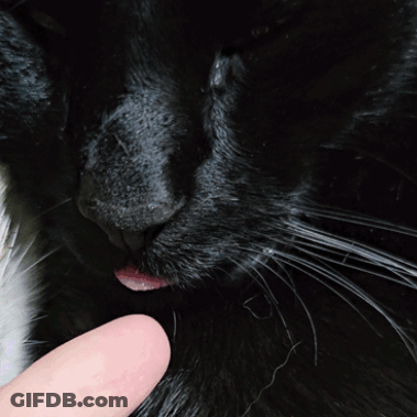 Black Cat With Pink Tongue Sticking Out GIF