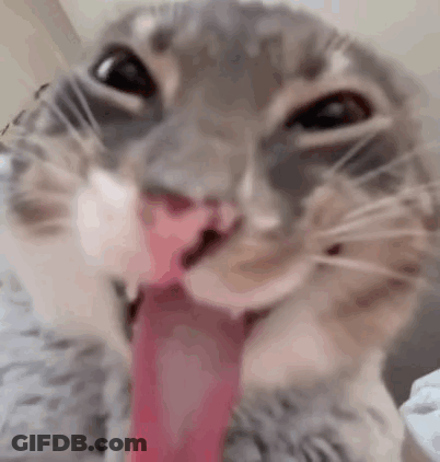 Black Cat With Pink Tongue Sticking Out GIF
