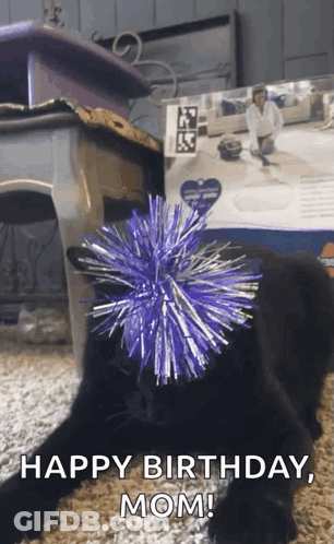 Black Cat With Purple Tinsel Ball GIF