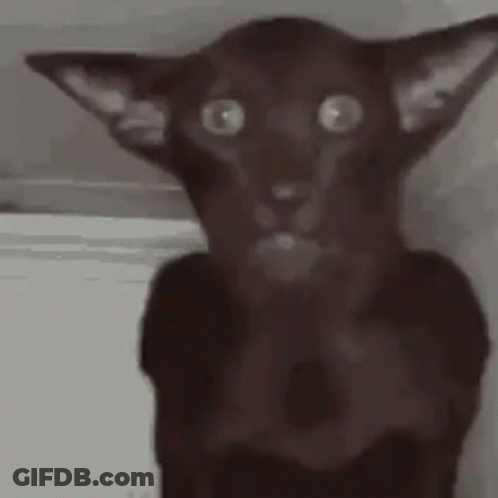 Black Cat With Surprised Look Looking At Camera GIF