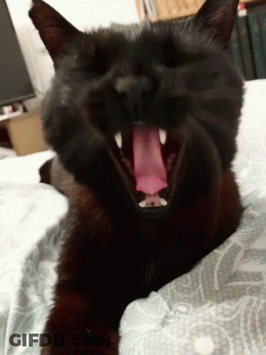 Black Cat With Tongue Sticking Out GIF