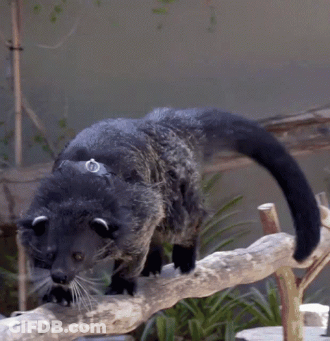Black Cat With White Ears On Wooden Branch GIF