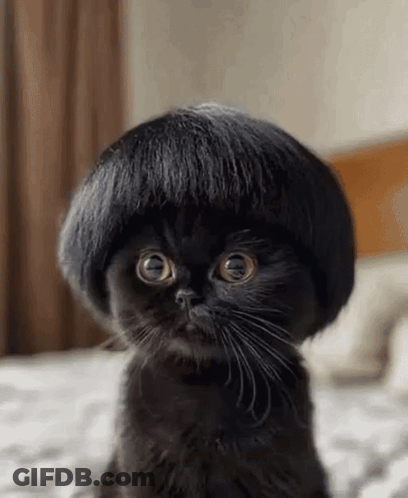 Black Cat With Wig Looking At Camera GIF